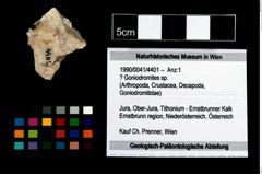 Foto (Objekt + Etikett) von ? Goniodromites sp.  (NHMW-GEO-1990-0041-4401)